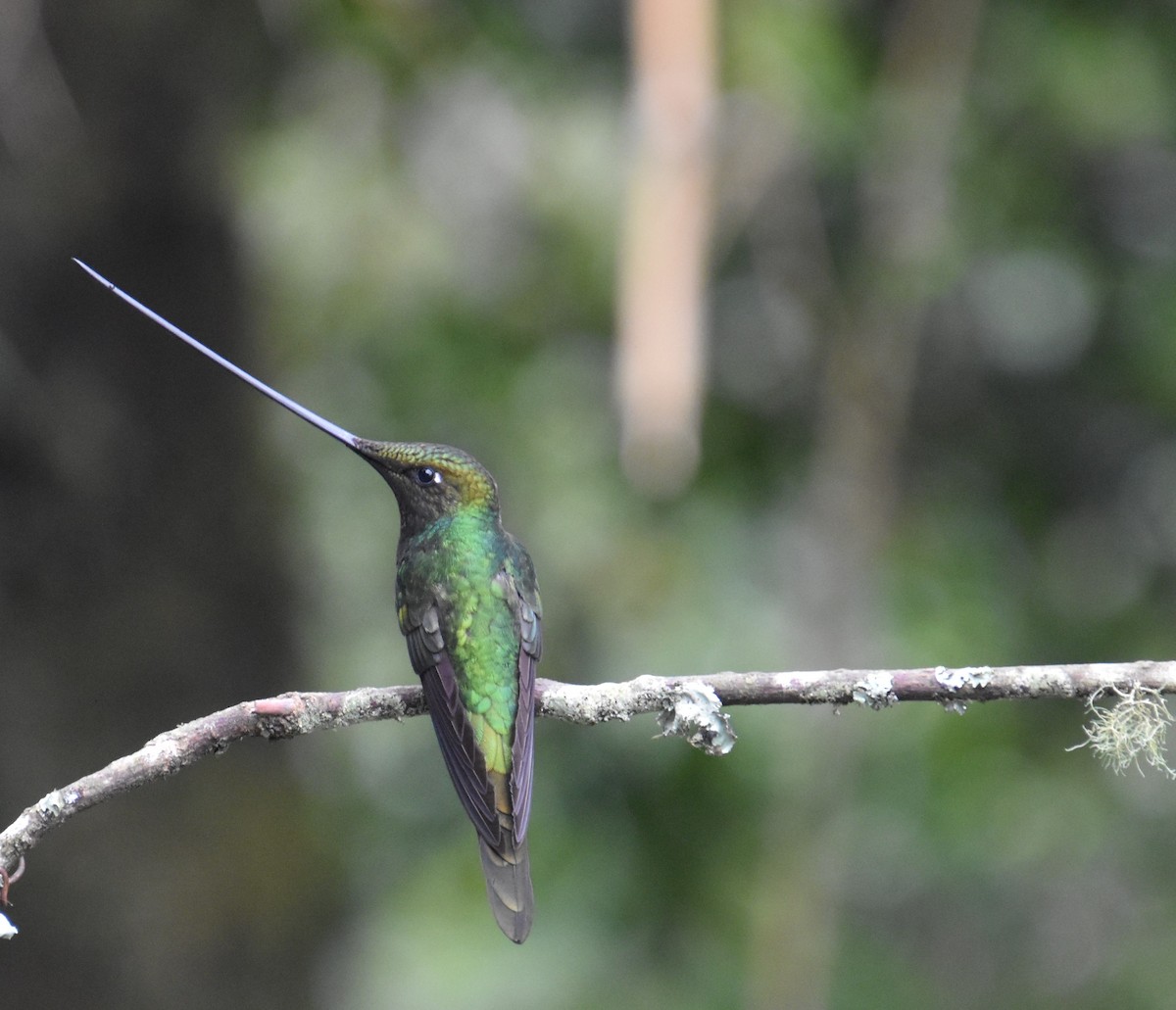 Sword-billed Hummingbird - ML611146751