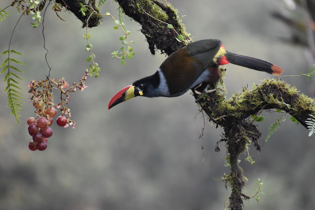 Gray-breasted Mountain-Toucan - ML611146932