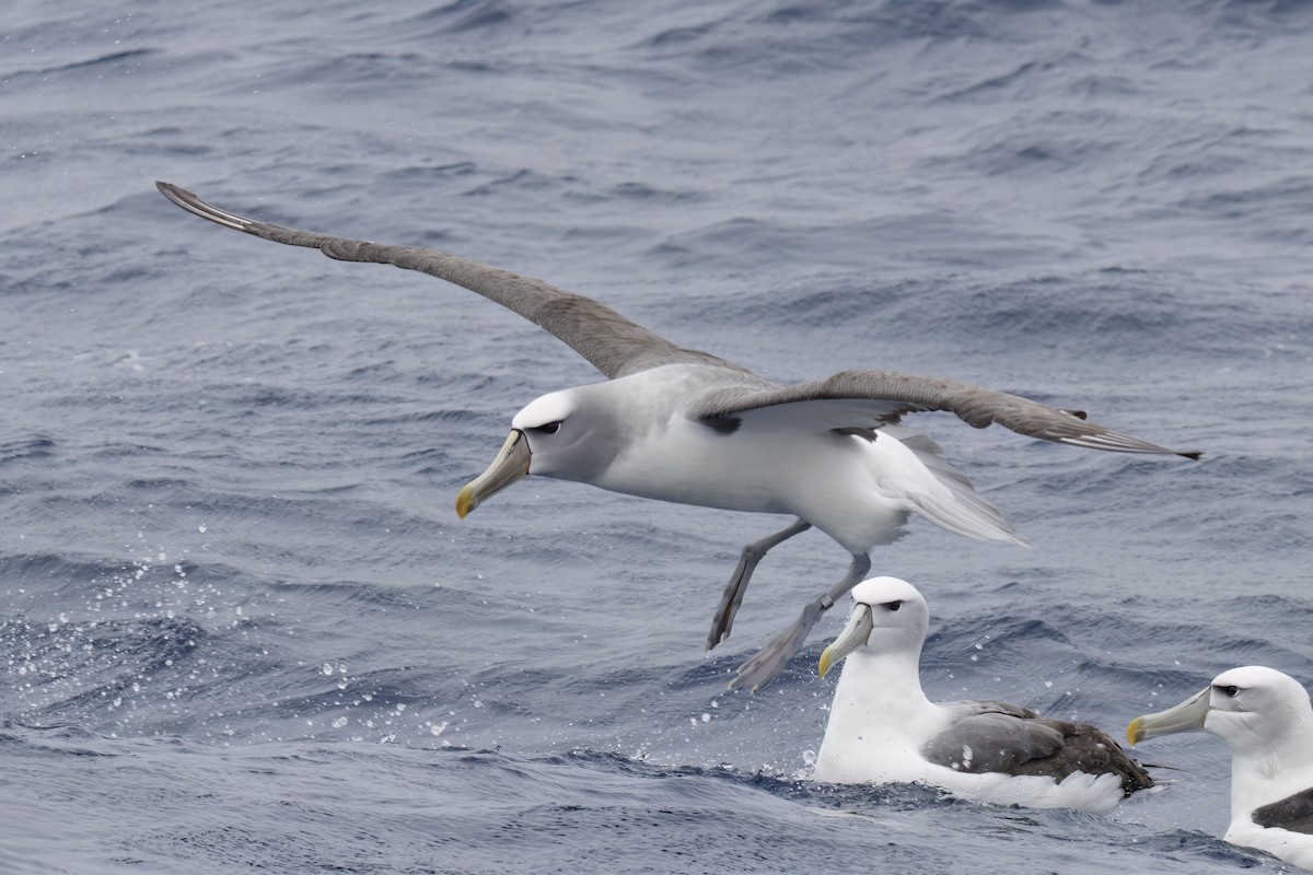 White-capped/Salvin's/Chatham Albatross - ML611147071