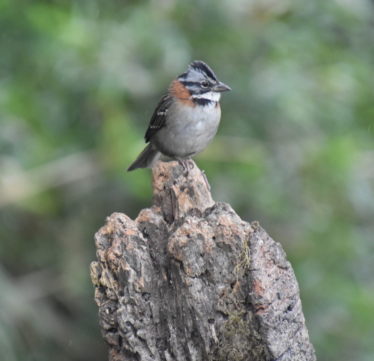 Rufous-collared Sparrow - ML611147227