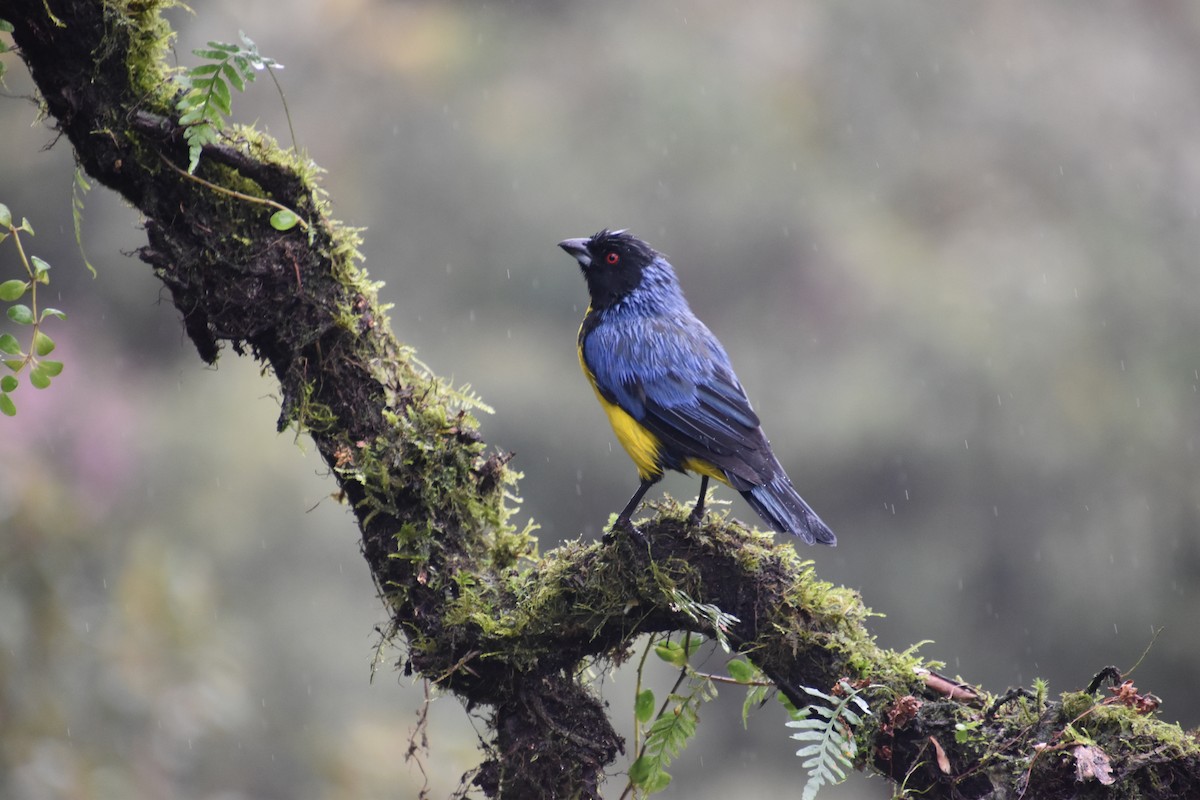 Hooded Mountain Tanager - ML611147338