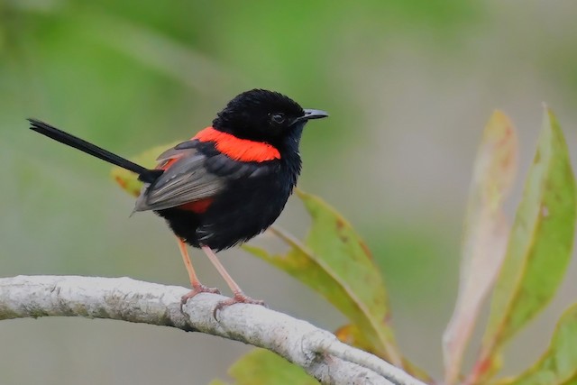 Definitive Basic Male Red-backed Fairywren (subspecies<em class="SciName notranslate">&nbsp;cruentatus</em> or<em class="SciName notranslate"> melanocephalus</em>). - Red-backed Fairywren - 