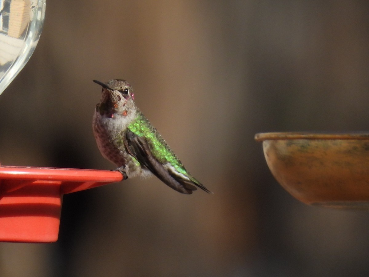 Anna's Hummingbird - ML611148138