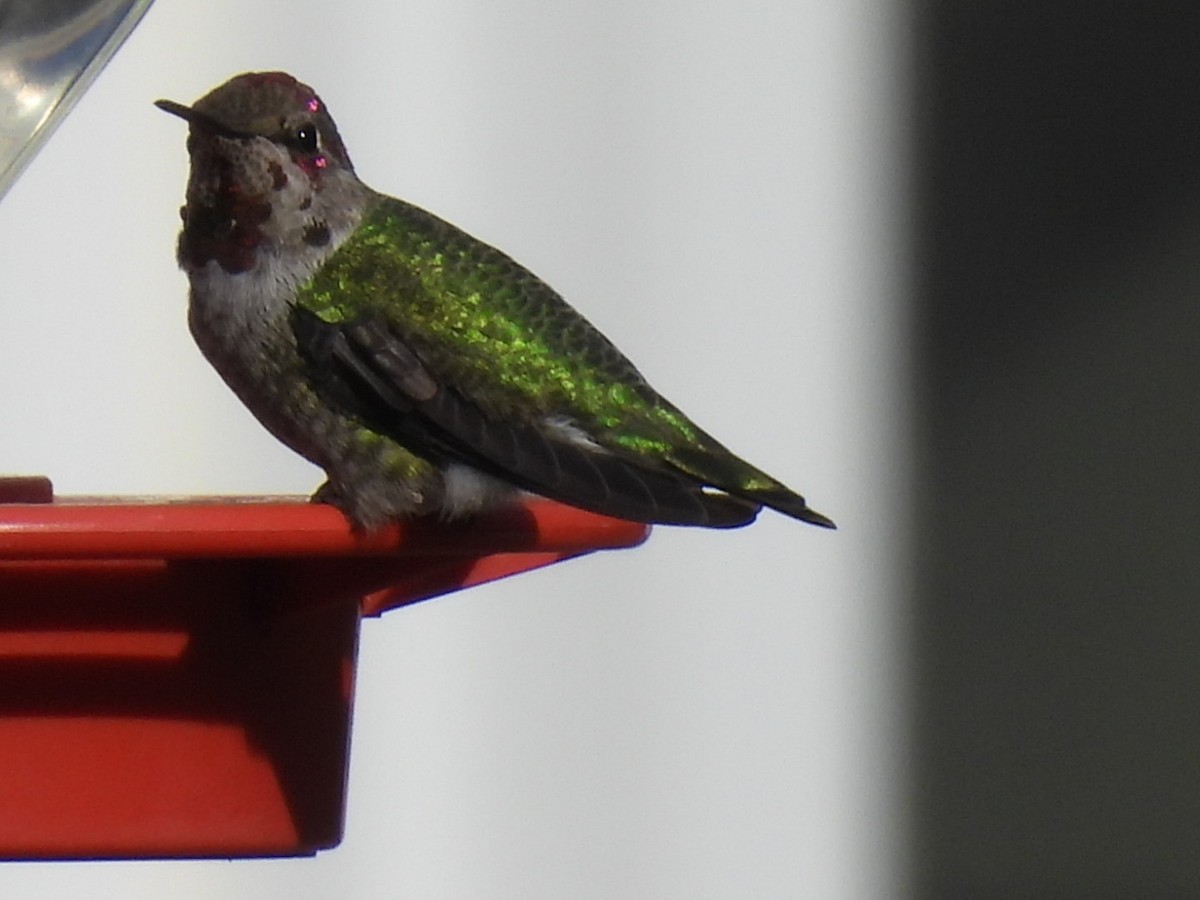 Anna's Hummingbird - ML611148141