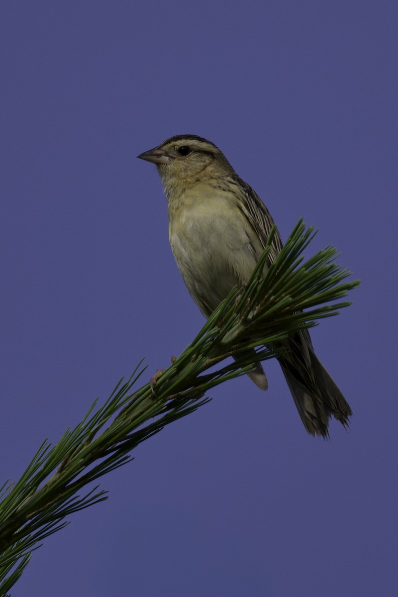 Grasshopper Sparrow - ML611148675