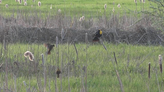 Yellow-headed Blackbird - ML611149101