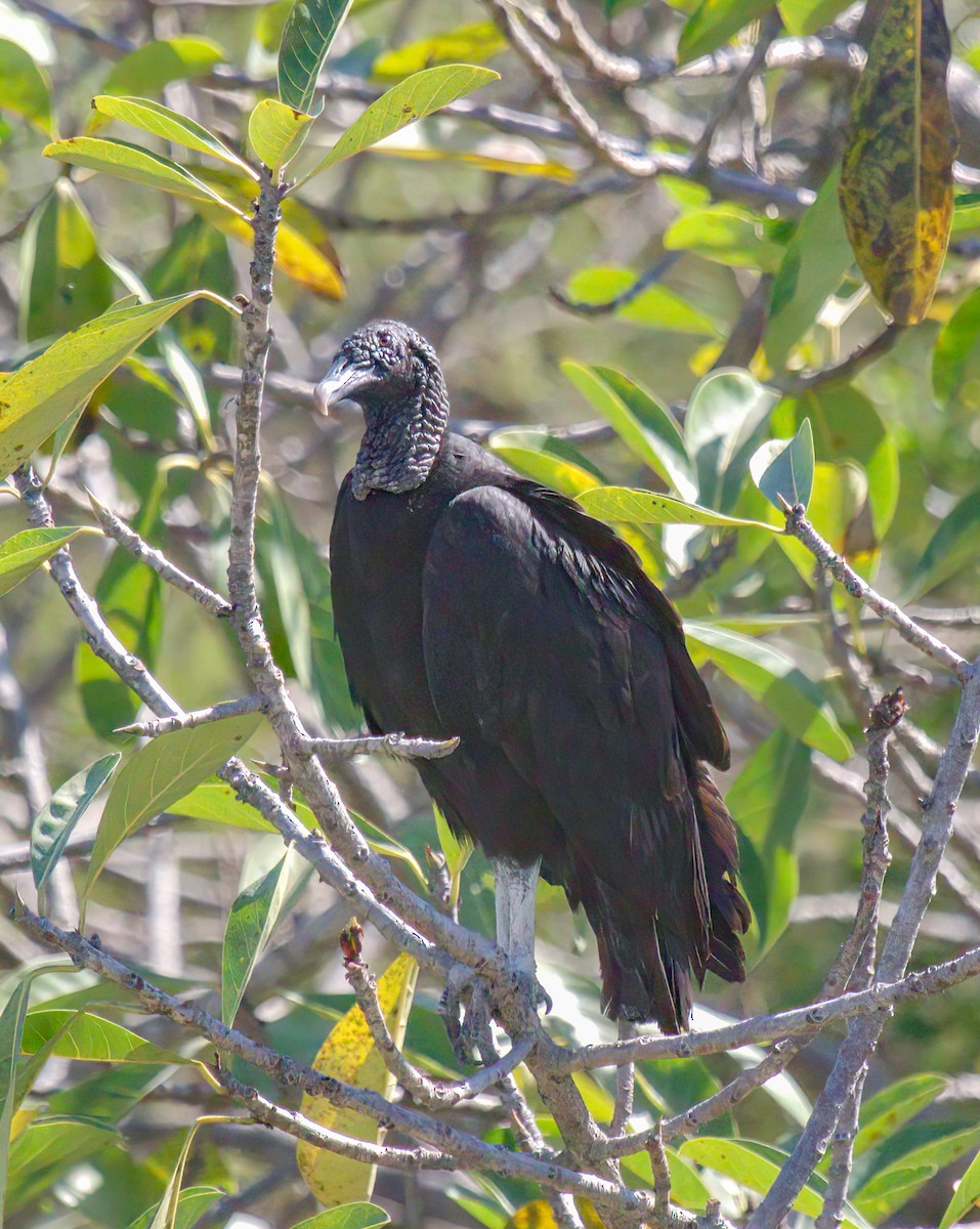 Black Vulture - ML611149137