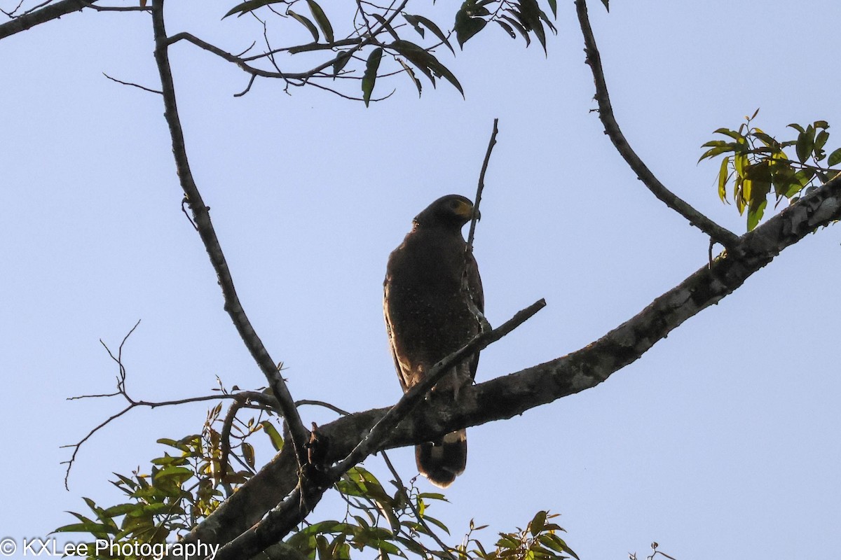 Crested Serpent-Eagle - ML611149432