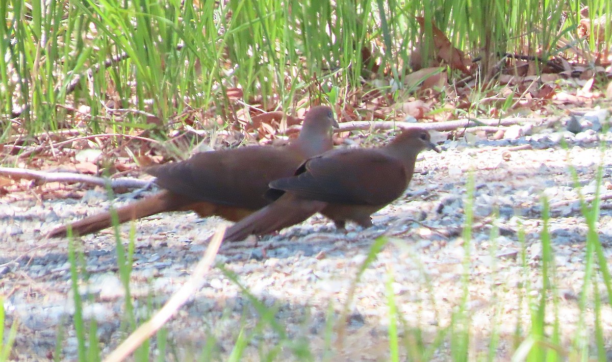 Brown Cuckoo-Dove - ML611149641
