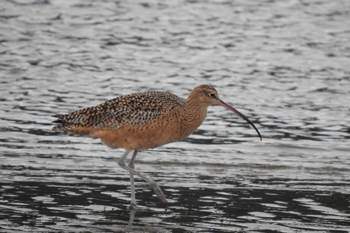 Long-billed Curlew - ML611149991