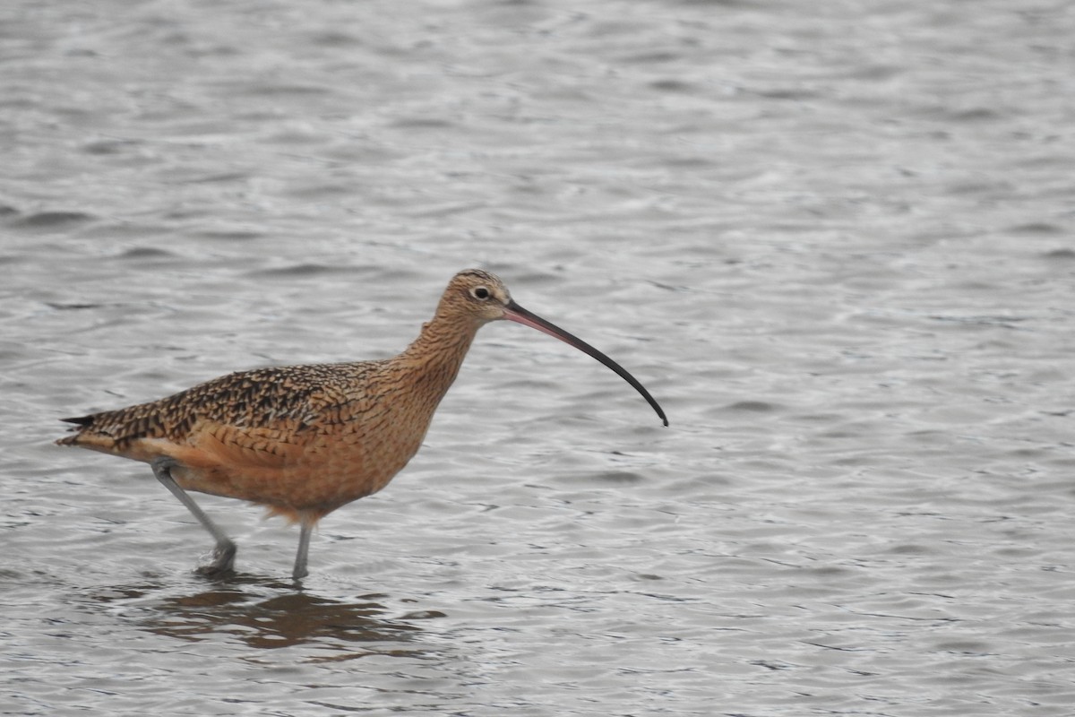 Long-billed Curlew - ML611150014