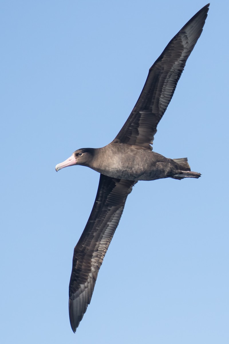 Albatros à queue courte - ML611150205
