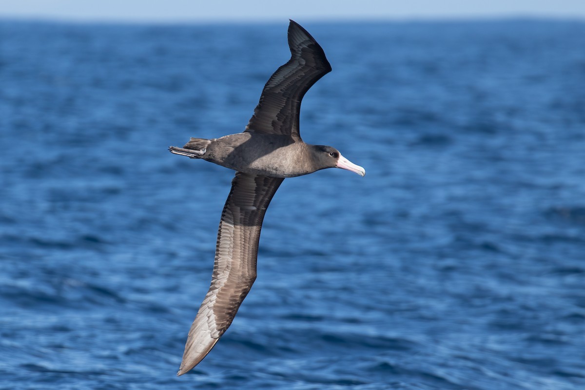 Short-tailed Albatross - Ilya Povalyaev