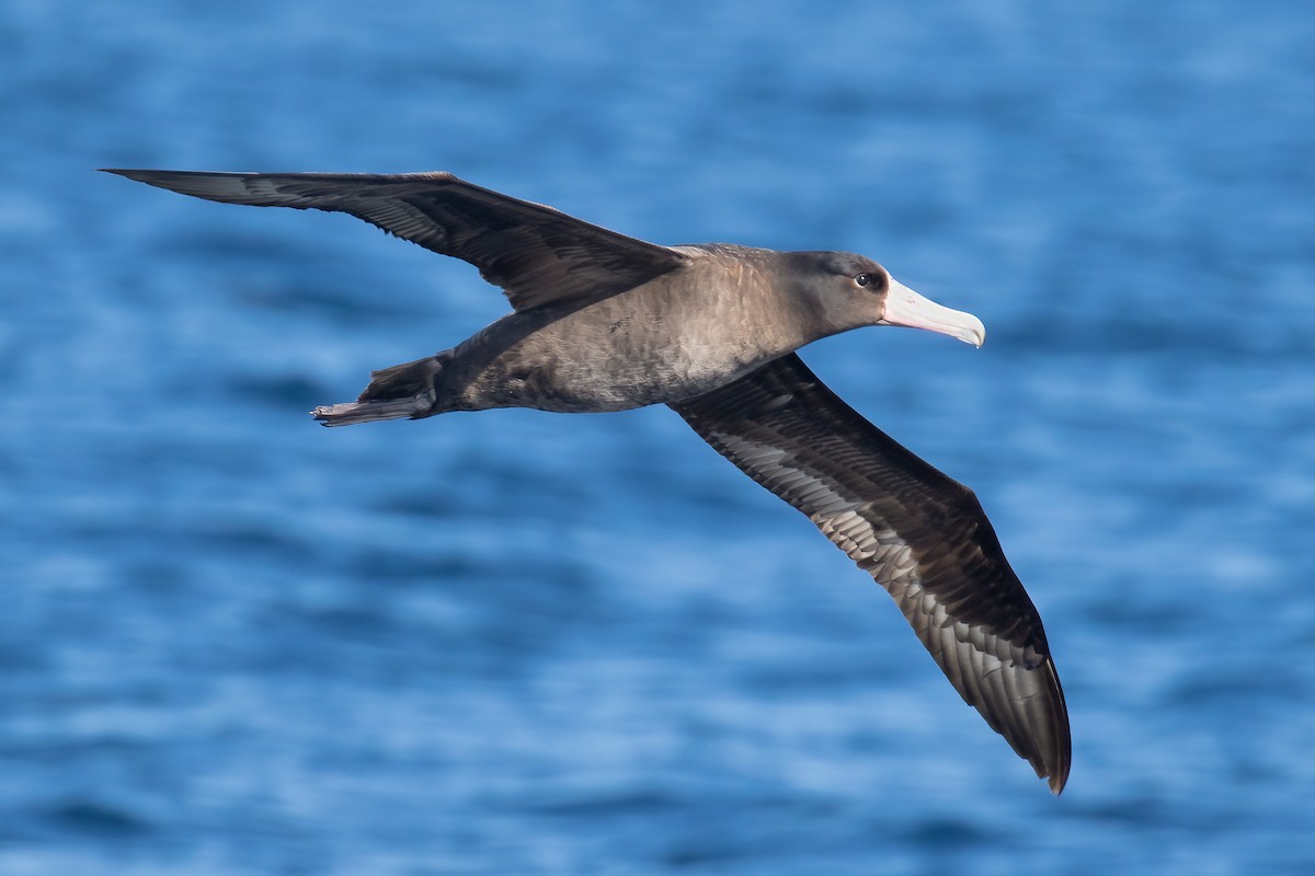 Short-tailed Albatross - Ilya Povalyaev