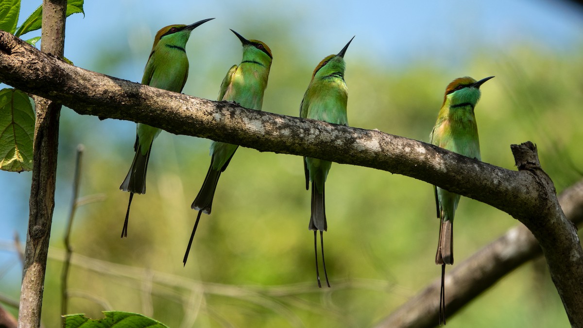 Asian Green Bee-eater - ML611150255