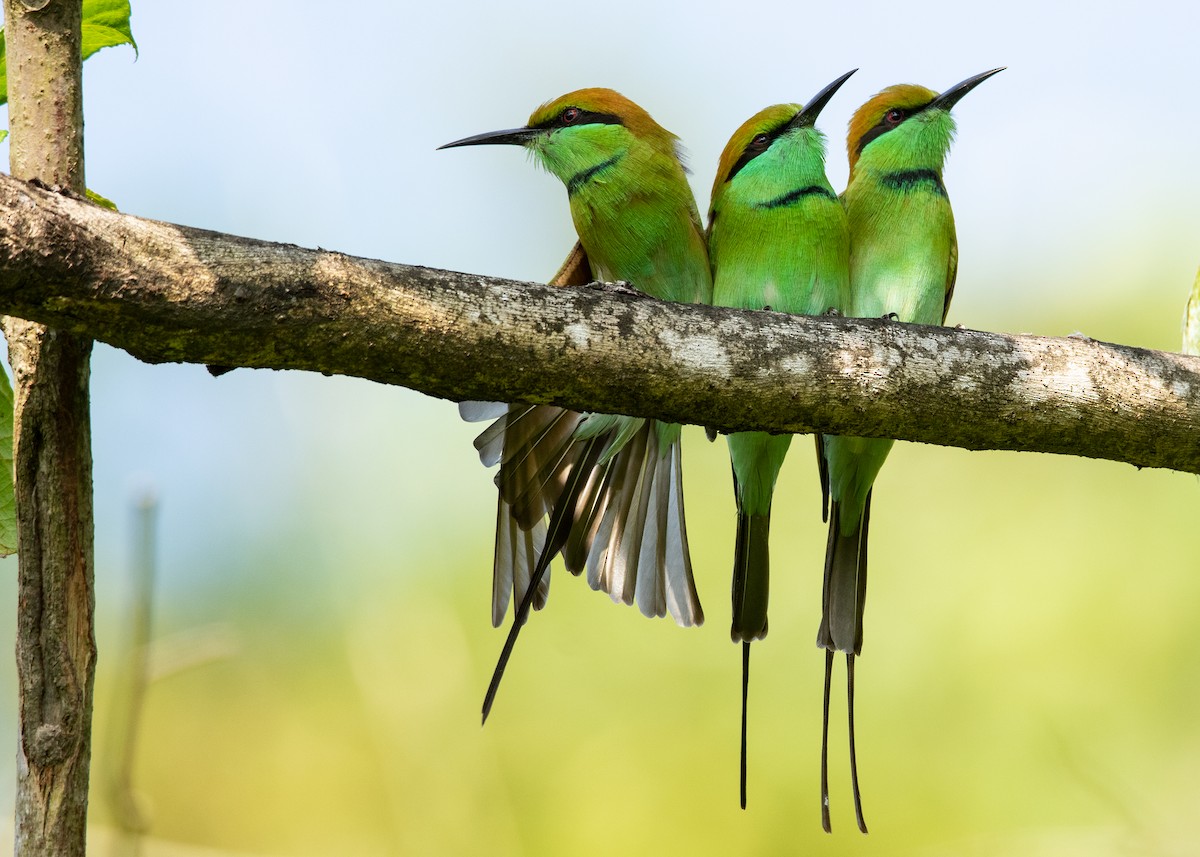 Asian Green Bee-eater - ML611150256