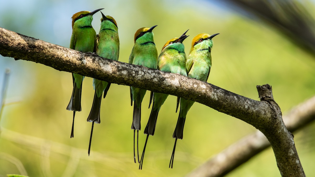 Asian Green Bee-eater - ML611150257