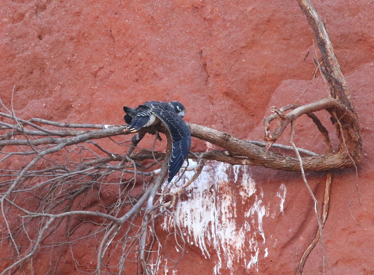 Peregrine Falcon (Malagasy) - ML611150307