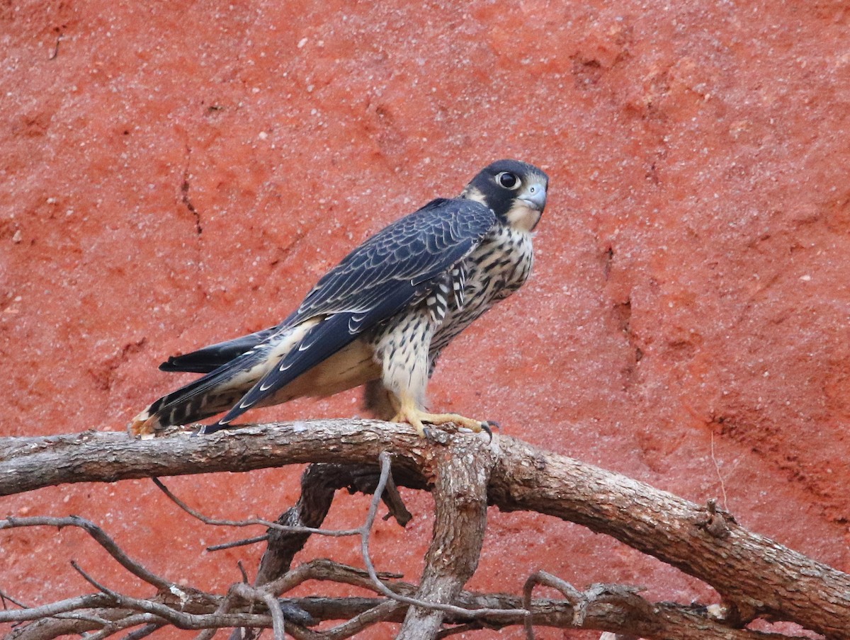Peregrine Falcon (Malagasy) - Paul Lenrumé