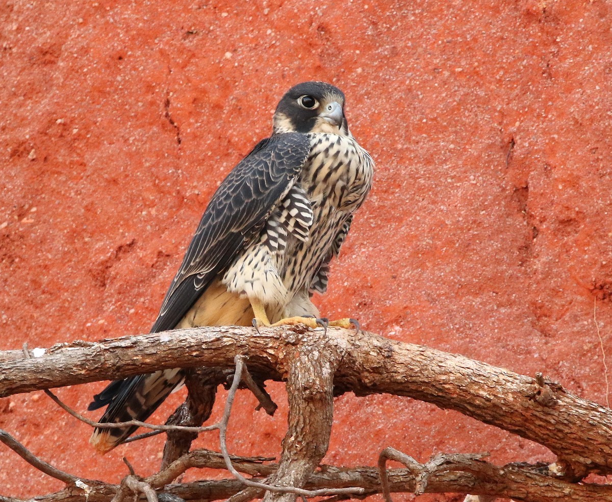 Peregrine Falcon (Malagasy) - ML611150310