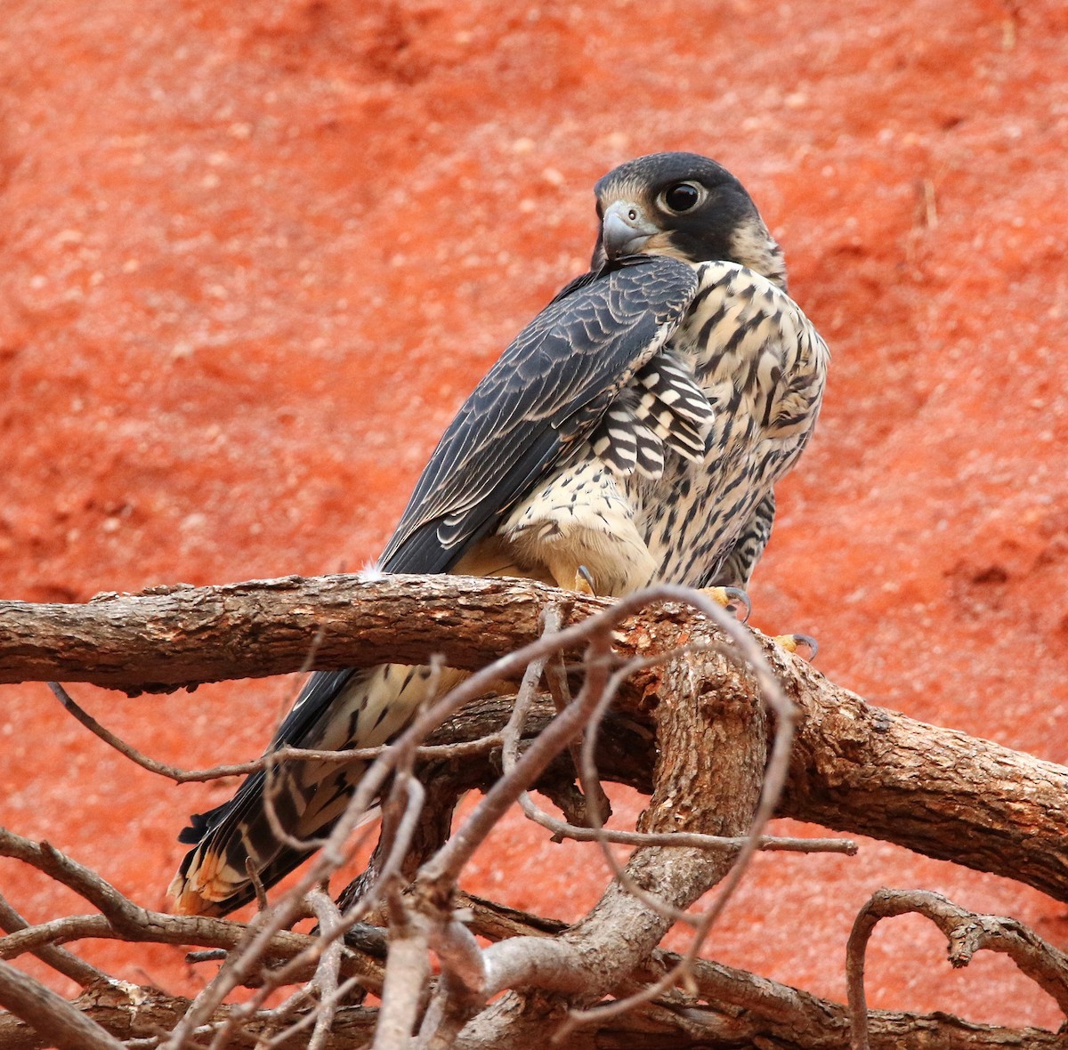 Peregrine Falcon (Malagasy) - ML611150311
