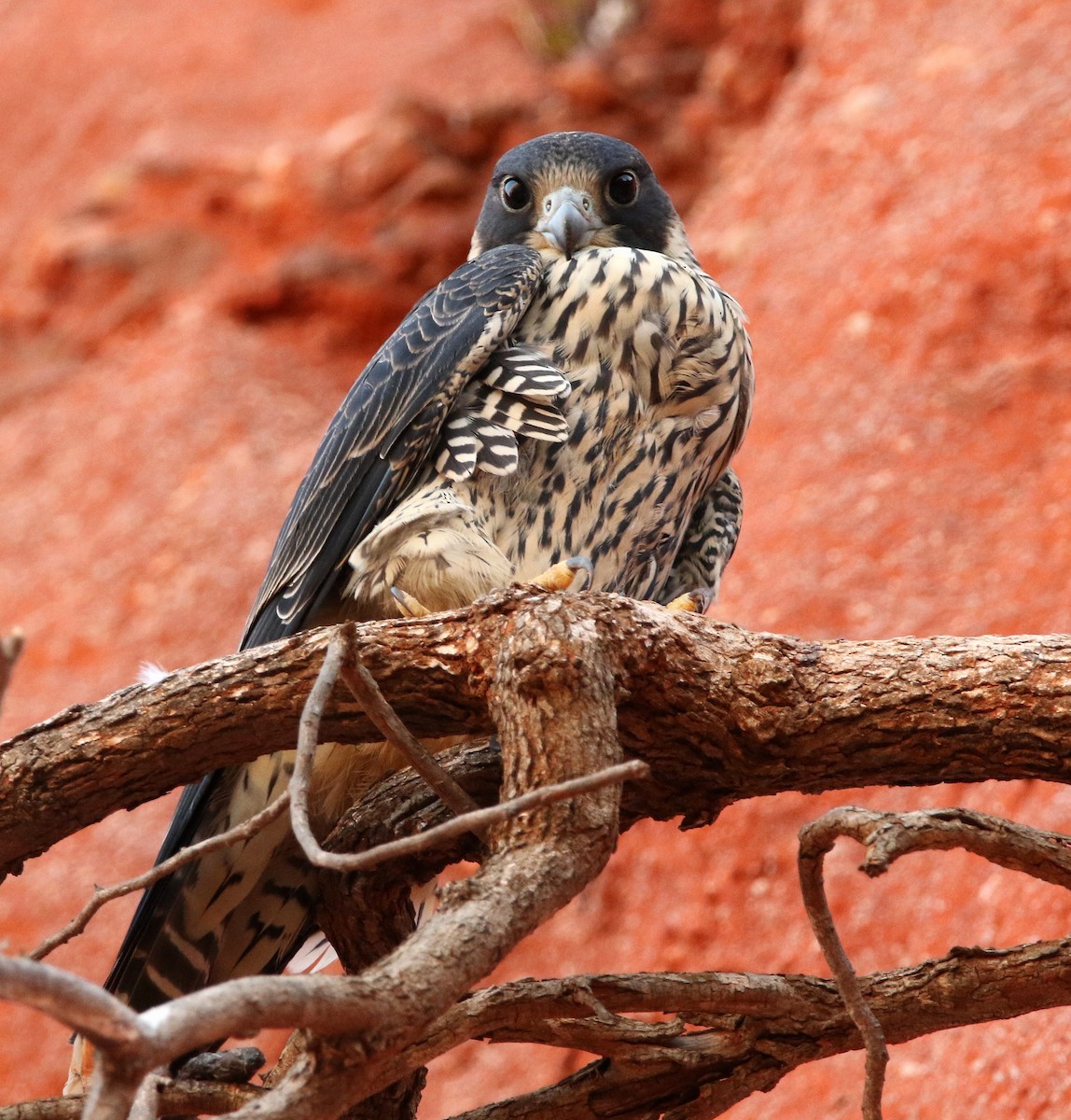 Peregrine Falcon (Malagasy) - ML611150324