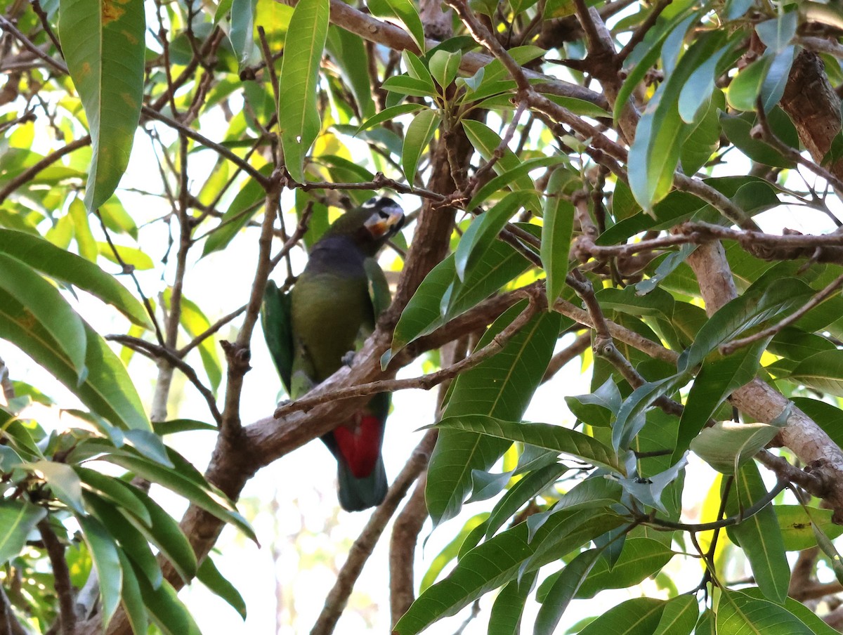 Scaly-headed Parrot - ML611150350