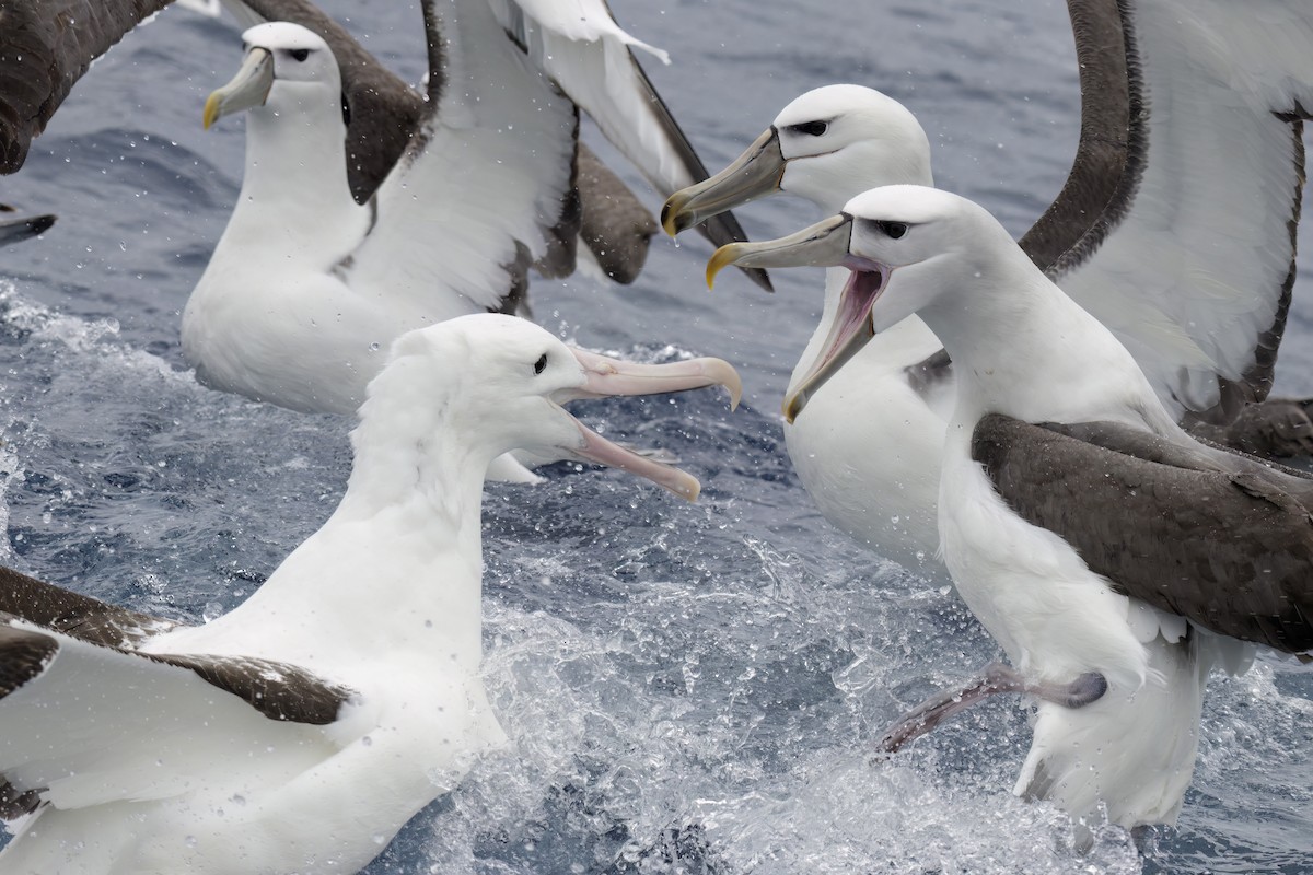 White-capped Albatross (cauta) - ML611151067