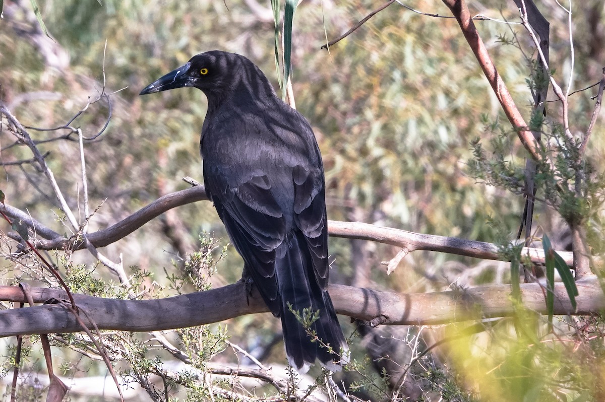 Gray Currawong (Gray) - Laurie Living
