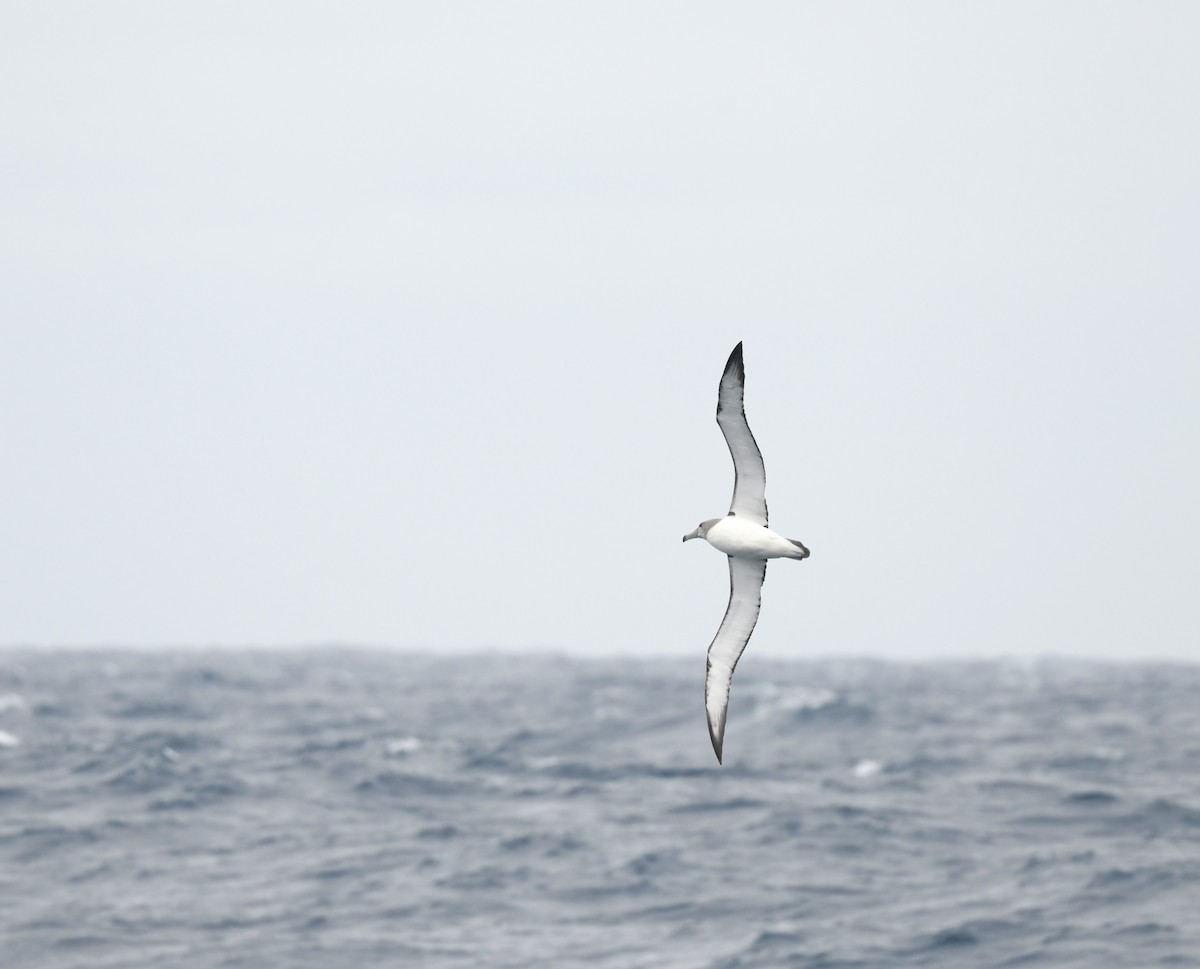 White-capped Albatross (cauta) - ML611151942