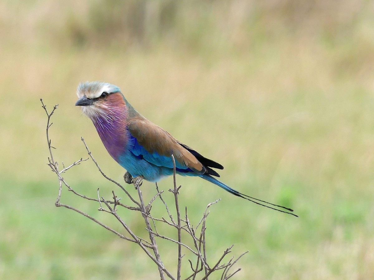 Lilac-breasted Roller - ML611152884