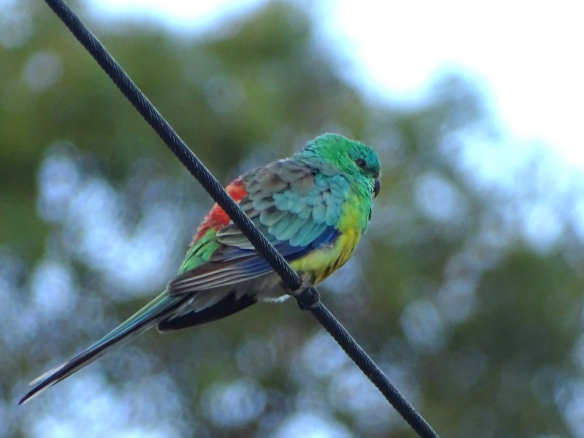 Red-rumped Parrot - ML611153204