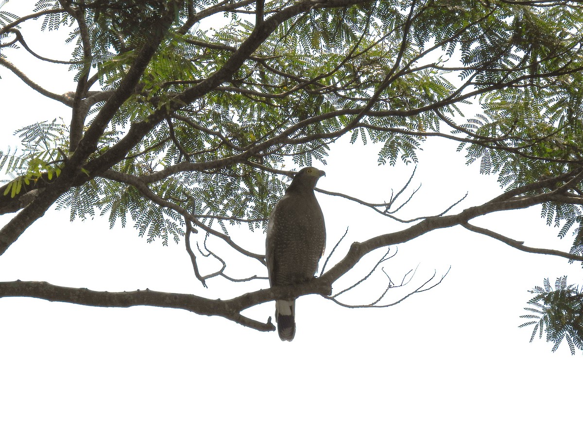 Crested Serpent-Eagle - ML611153813