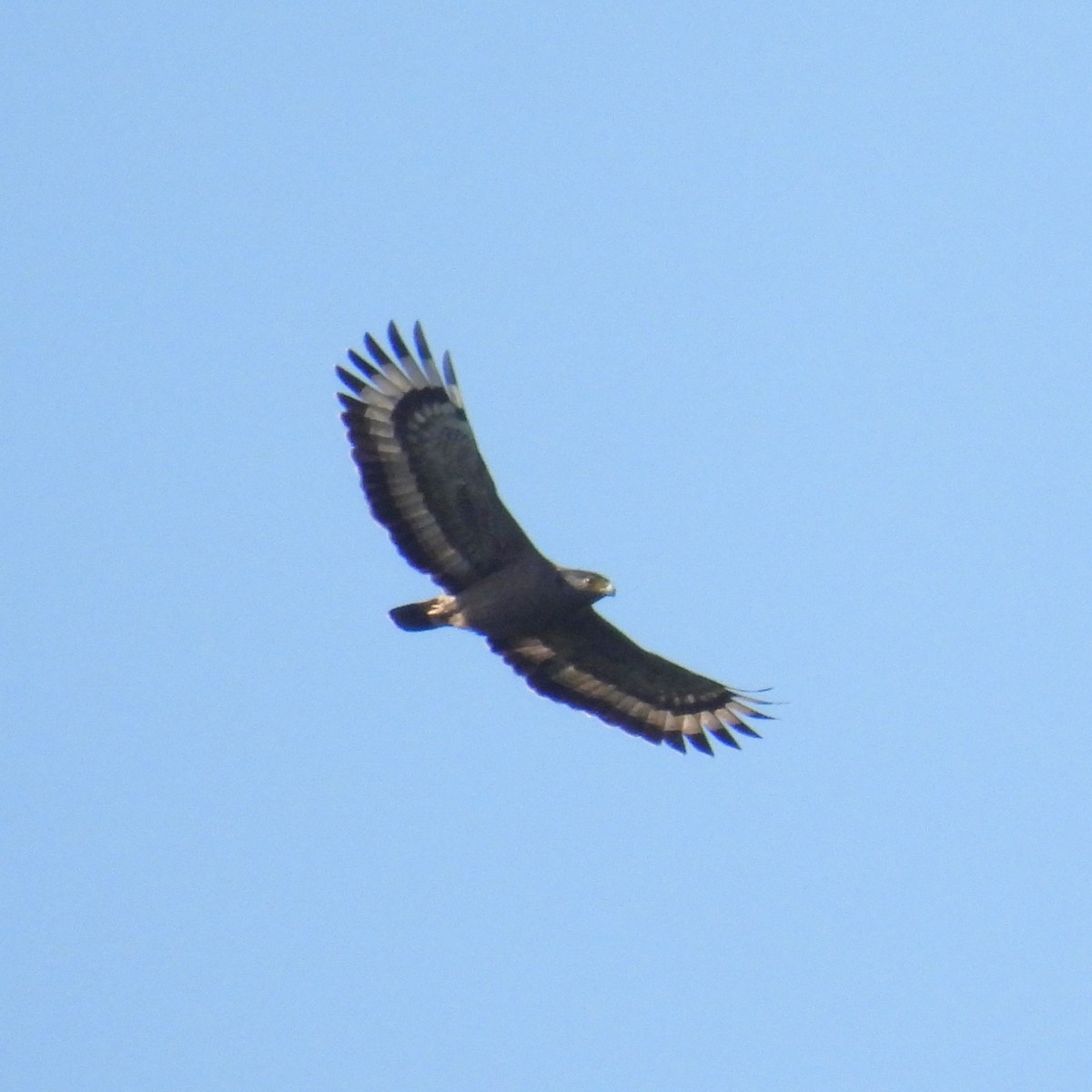 Crested Serpent-Eagle - ML611153822