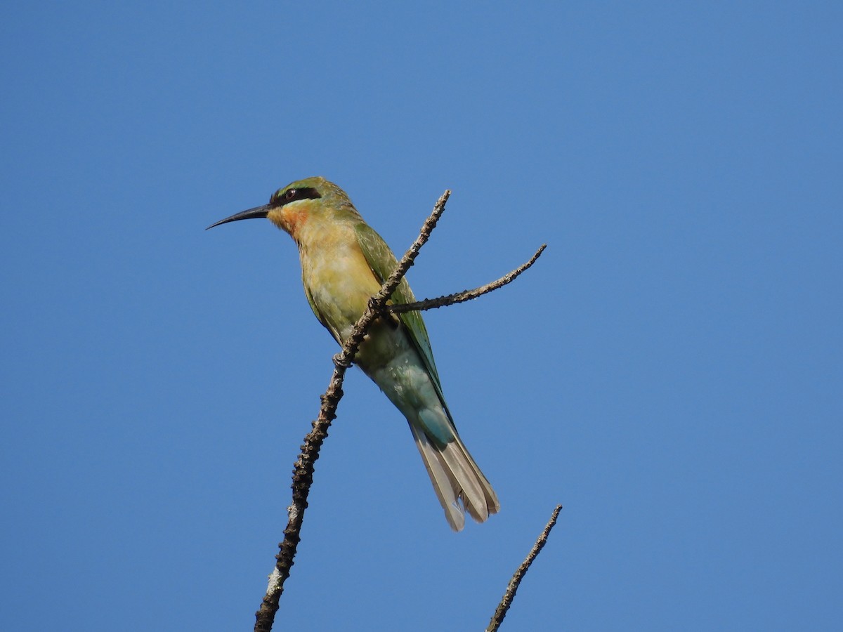 Blue-tailed Bee-eater - ML611153860
