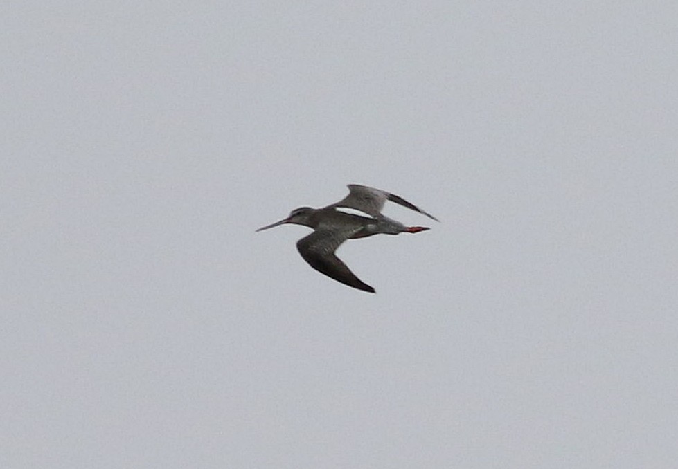 Spotted Redshank - ML611154424