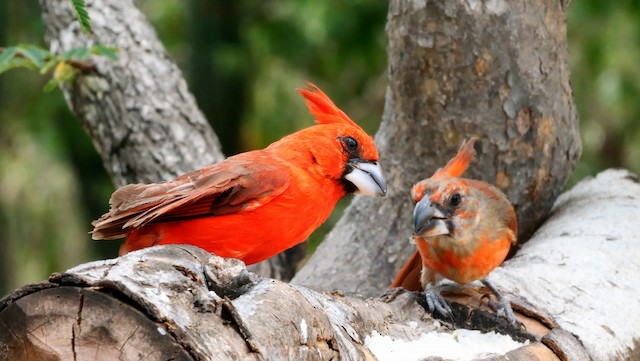 Adult and Fledgling Male Vermilion Cardinals.&nbsp; - Vermilion Cardinal - 