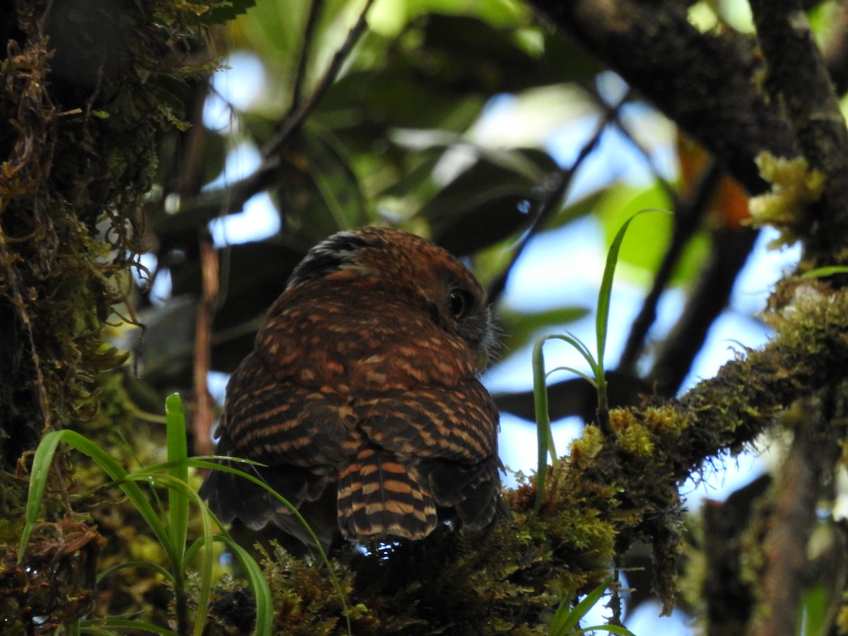 Andean Pygmy-Owl - Edier Rojas parra