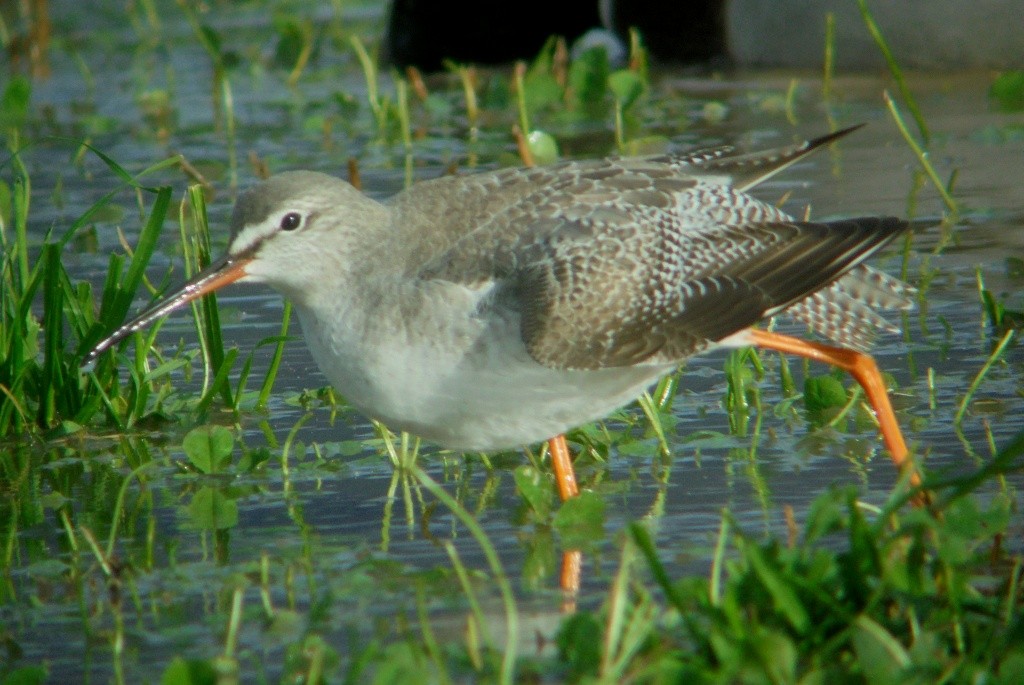 Spotted Redshank - ML611154824