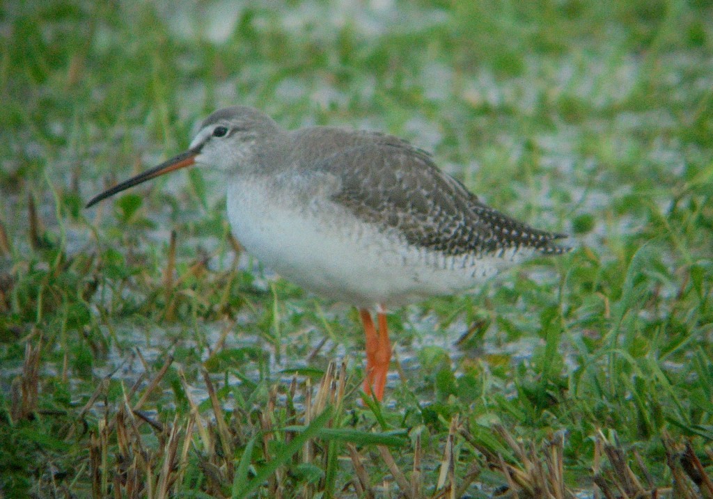 Spotted Redshank - ML611154826