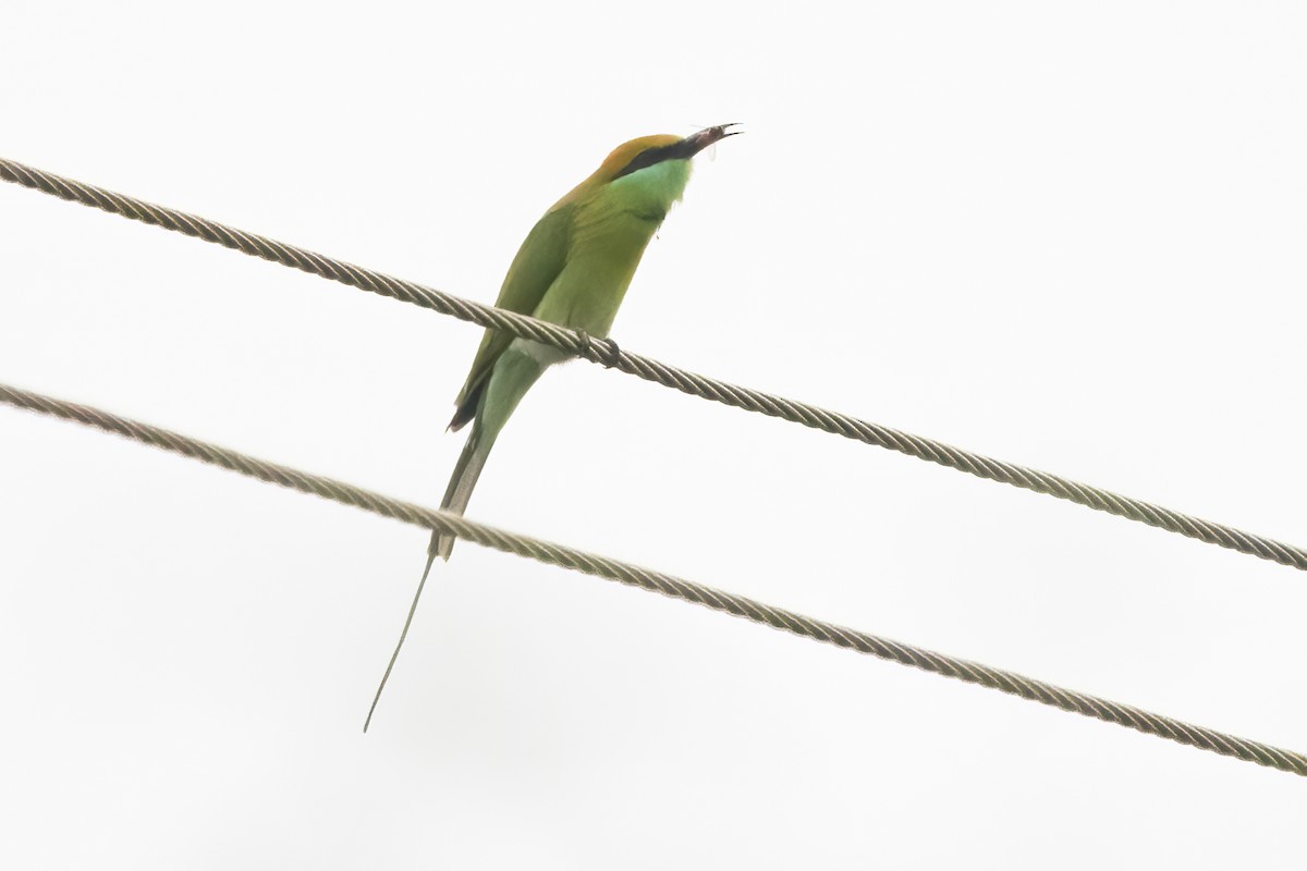 Asian Green Bee-eater - ML611155092
