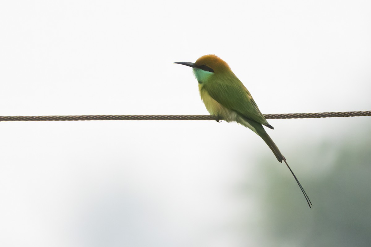 Asian Green Bee-eater - ML611155093