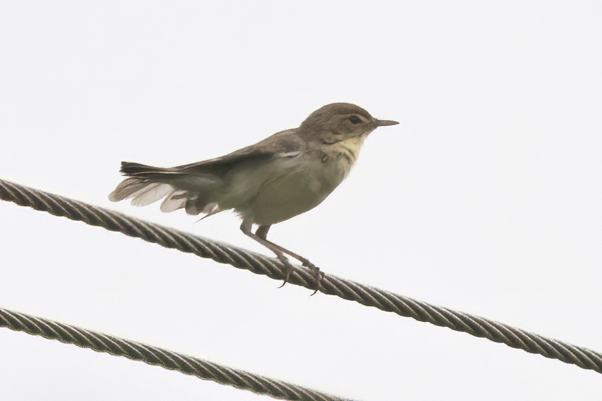 Booted Warbler - ML611155120
