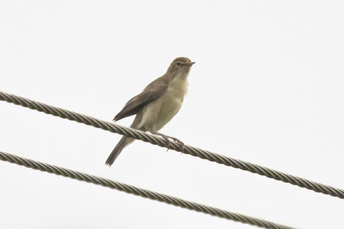 Booted Warbler - ML611155121
