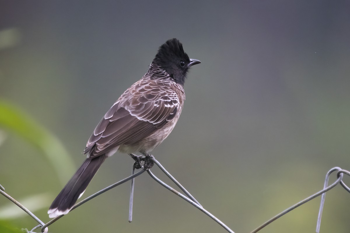 Red-vented Bulbul - ML611155125