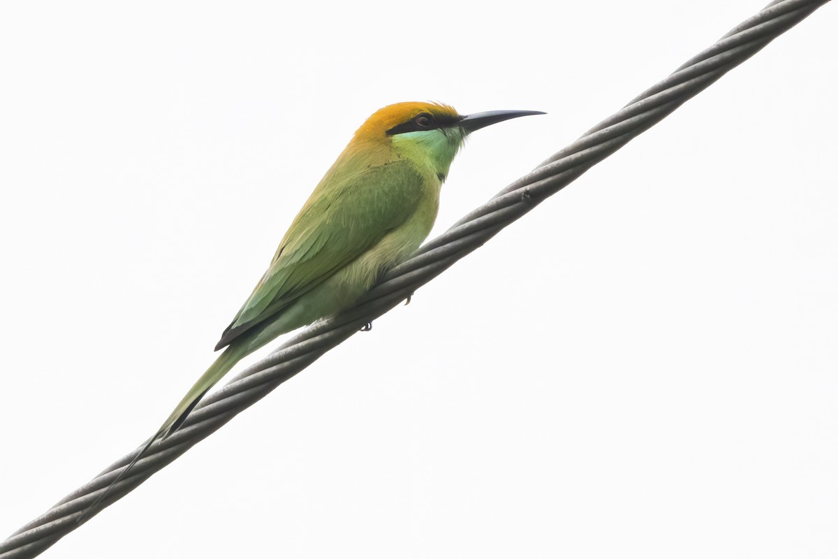 Asian Green Bee-eater - ML611155217