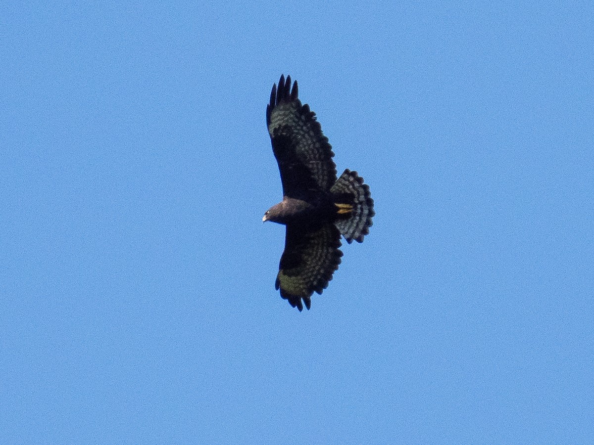 Short-tailed Hawk - ML611155369