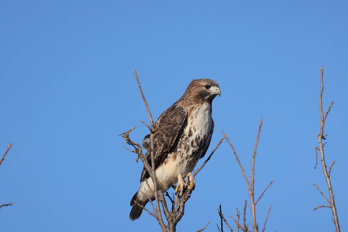 Red-tailed Hawk - ML611155492