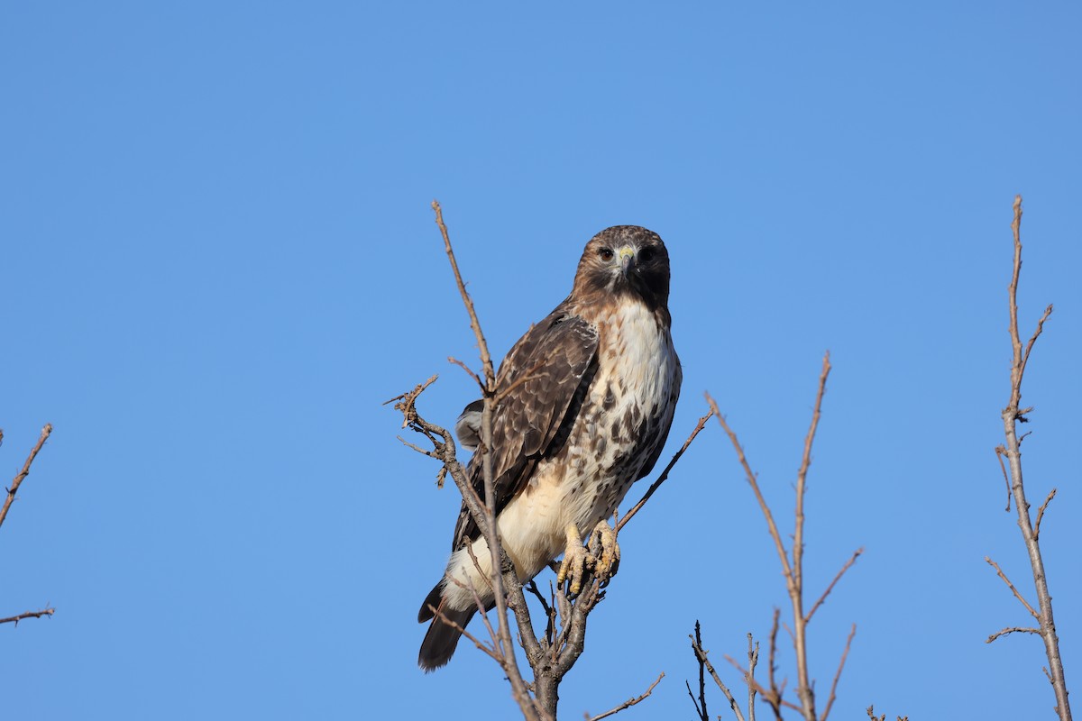 Red-tailed Hawk - ML611155515
