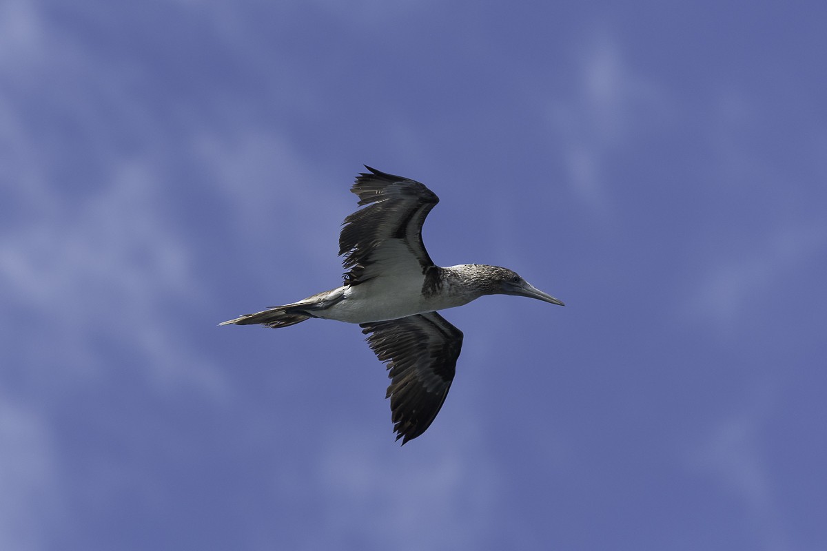Blue-footed Booby - ML611155666